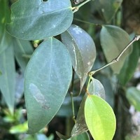 Piper trineuron Miq.